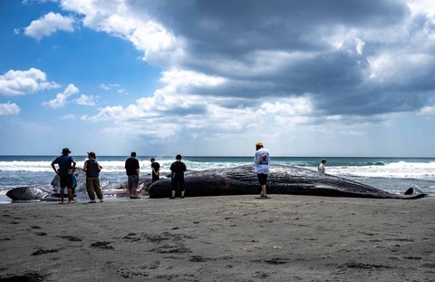 Pengunjung Pantai melihat paus sperma terdampar hingga  mati di Pantai Heisaura di Kota Tateyama, Prefektur Chiba, Jepang, Kamis (31/07/2025).
