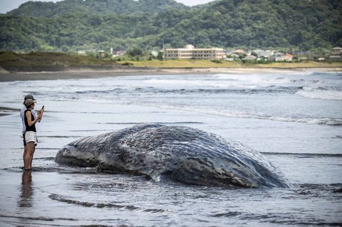 Pengunjung Pantai melihat paus sperma terdampar hingga  mati di Pantai Heisaura di Kota Tateyama, Prefektur Chiba, Jepang, Kamis (31/07/2025).