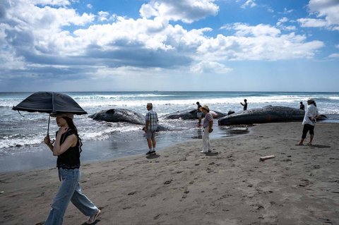 Pengunjung Pantai melihat paus sperma terdampar hingga  mati di Pantai Heisaura di Kota Tateyama, Prefektur Chiba, Jepang, Kamis (31/07/2025).
