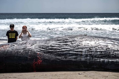 Pengunjung Pantai melihat paus sperma terdampar hingga  mati di Pantai Heisaura di Kota Tateyama, Prefektur Chiba, Jepang, Kamis (31/07/2025).