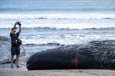 Seorang jurnalis memotret paus sperma yang mati di Pantai Heisaura, Kota Tateyama, Prefektur Chiba, Jepang, Kamis (31/07/2025).