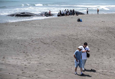 Pengunjung Pantai melihat paus sperma terdampar hingga  mati di Pantai Heisaura di Kota Tateyama, Prefektur Chiba, Jepang, Kamis (31/07/2025).