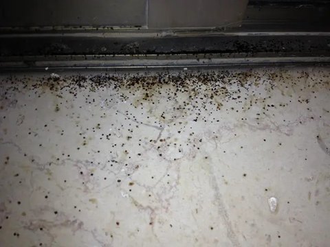 Fungus memiliki tampak seperti lumut namun tetap masuk ke dalam rumpun jamur, sedangkan jamur selalu muncul dalam warna yang khas (Foto: Unsplash.com/Chris Barbalis)