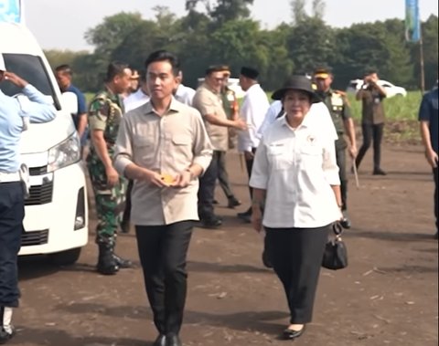 gibran panen tebu