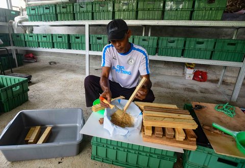 Budidaya maggot di Magot Taman Abadi yang dikelola Pokmas Karya Pemuda Beji Timur di Kelurahan Beji Timur, Depok, Senin (11/08/2025).