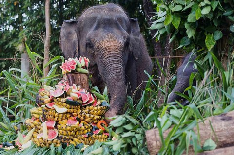 Gajah Sumatera berusia 36 tahun Nurhayati dan anaknya  berusia 21 bulan Kama menikmati paket buah untuk merayakan Hari Gajah Sedunia di Kebun Binatang Bali, Gianyar, Bali, Indonesia, Selasa (12/08/2025).