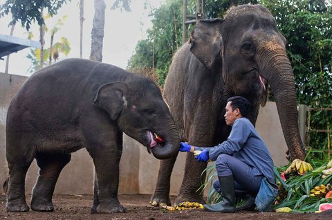 Seorang penjaga memberikan buah kepada gajah Sumatra berusia 21 bulan Kama disaksikan oleh induknya Nurhayati  saat perayaan Hari Gajah Sedunia di Kebun Binatang Bali, Gianyar, Bali, Indonesia, Selasa (12/08/2025).