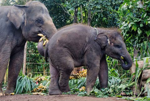 Gajah Sumatera berusia 36 tahun Nurhayati dan anaknya  berusia 21 bulan Kama menikmati paket buah untuk merayakan Hari Gajah Sedunia di Kebun Binatang Bali, Gianyar, Bali, Indonesia, Selasa (12/08/2025).