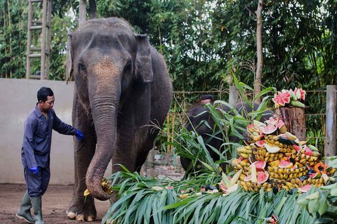 Gajah Sumatera berusia 36 tahun Nurhayati dan anaknya  berusia 21 bulan Kama menikmati paket buah untuk merayakan Hari Gajah Sedunia di Kebun Binatang Bali, Gianyar, Bali, Indonesia, Selasa (12/08/2025).