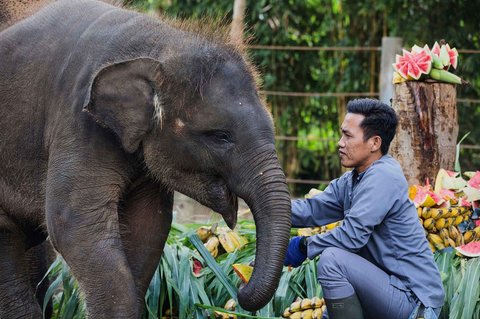 Seorang penjaga bermain  dengan gajah Sumatra berusia 21 bulan Kama  saat perayaan Hari Gajah Sedunia di Kebun Binatang Bali, Gianyar, Bali, Indonesia, Selasa (12/08/2025).