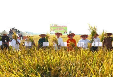 Pemerintah Kabupaten OKI sukses tingkatkan indeks pertanaman melalui Program Oplah OKI, mengubah lahan dari panen sekali setahun menjadi tiga kali. Bagaimana dampaknya?