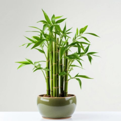 bambu rejeki
