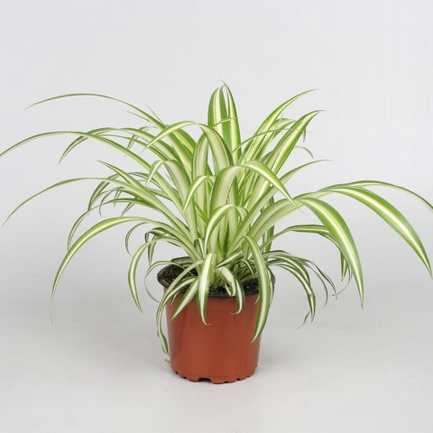 spider plant