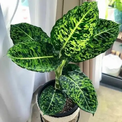 Dieffenbachia