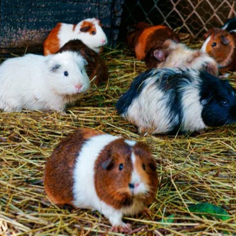 Hamster