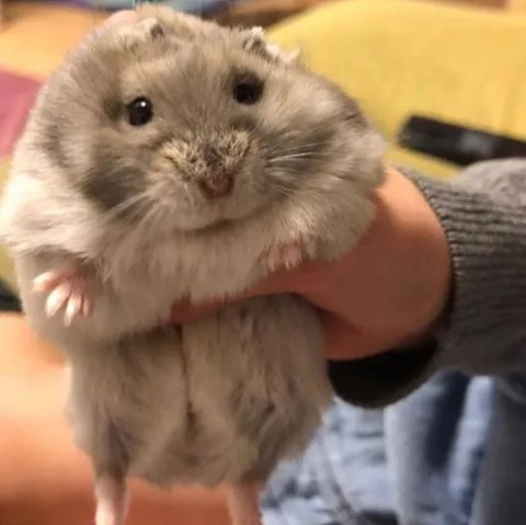 Hamster Roborovski
