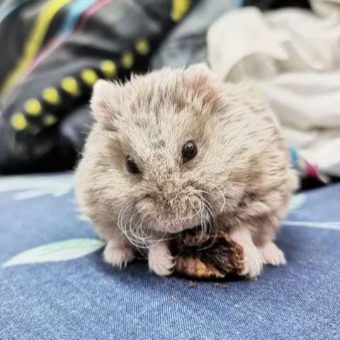 Hamster Gansu