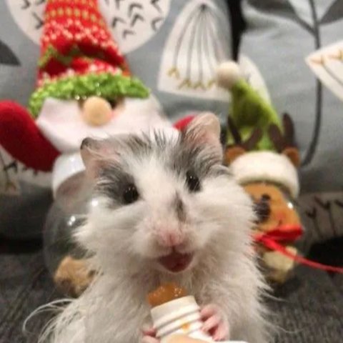 Hamster Syrian Long Hair