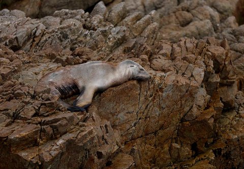 Seekor singa laut California yang sakit dan terdampar di Pacific Grove, California, AS, Rabu (20/08/2025).