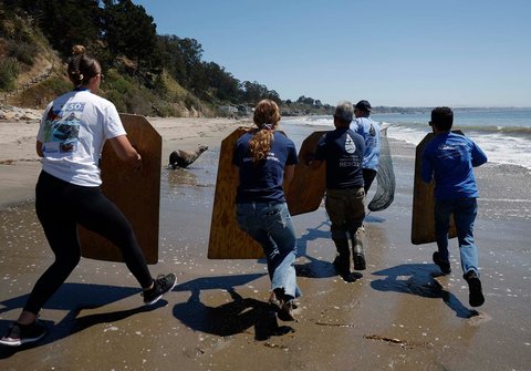 Para relawan Pusat Mamalia Laut berupaya menangkap seekor singa laut California yang terdampar di Pantai Negara Bagian New Brighton, California, AS, Rabu (20/08/2025).