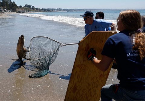 Para relawan Pusat Mamalia Laut berupaya menangkap seekor singa laut California yang terdampar di Pantai Negara Bagian New Brighton, California, AS, Rabu (20/08/2025).