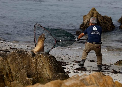 Relawan Pusat Mamalia Laut, melemparkan jaring ke arah singa laut California yang sakit saat penyelamatan  di Pebble Beach, California, AS, Rabu (20/08/2025).
