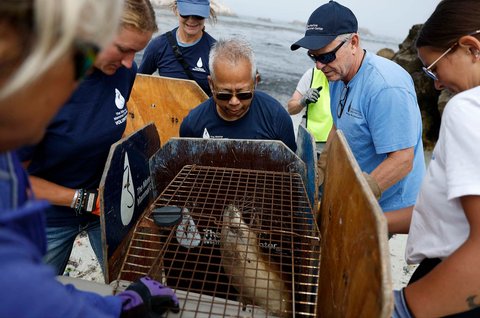 Singa laut California yang sakit saat penyelamatan  di Pebble Beach, California, AS, Rabu (20/08/2025).