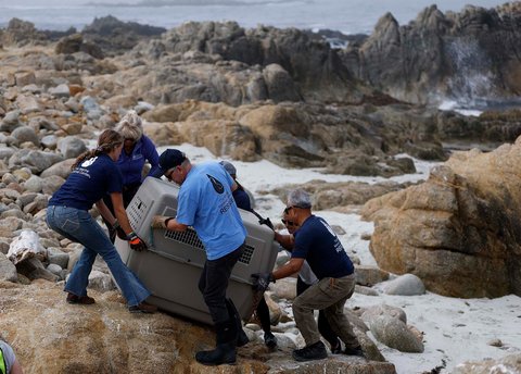 Relawan Pusat Mamalia Laut mengevakuasi singa laut California yang sakit saat penyelamatan  di Pebble Beach, California, AS, Rabu (20/08/2025).