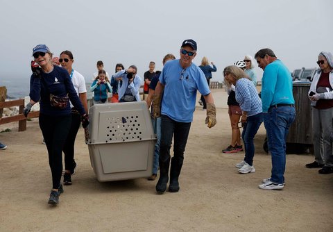 Relawan Pusat Mamalia Laut mengevakuasi singa laut California yang sakit saat penyelamatan  di Pebble Beach, California, AS, Rabu (20/08/2025).