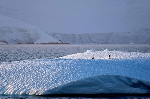 Sepasang penguin di wilayah di Antartika, Rabu (20/08/2025).