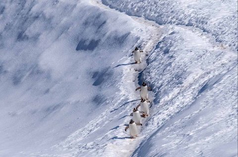 Penguin di wilayah di Antartika, Rabu (20/08/2025).