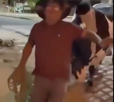 Kocak Seekor Sapi Tuntun Majikannya yang Mabuk Pulang ke Rumah, Aksi Ini Viral Sampai Bikin Netizen Ngakak