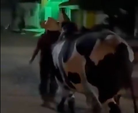 Kocak Seekor Sapi Tuntun Majikannya yang Mabuk Pulang ke Rumah, Aksi Ini Viral Sampai Bikin Netizen Ngakak