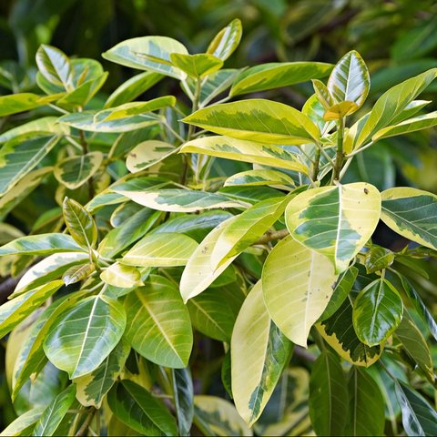 Ficus Lyrata
