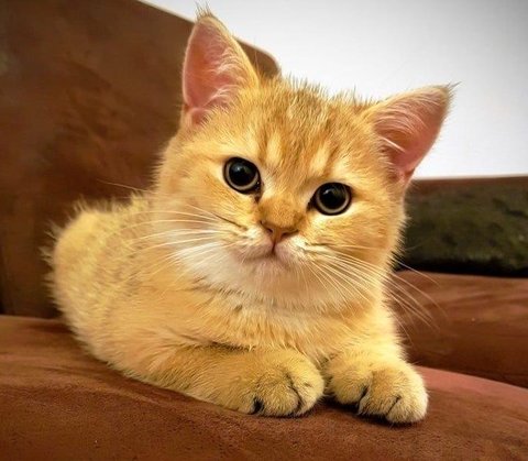 Ilustrasi Kucing Moggy