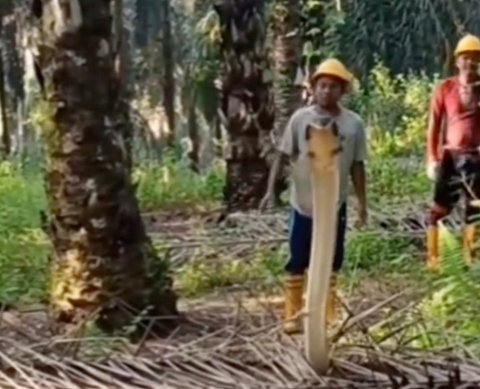 Dikira Pelepah Kelapa Ternyata Ular Kobra Gede Berdiri, Lengah Sedikit Nyawa Melayang