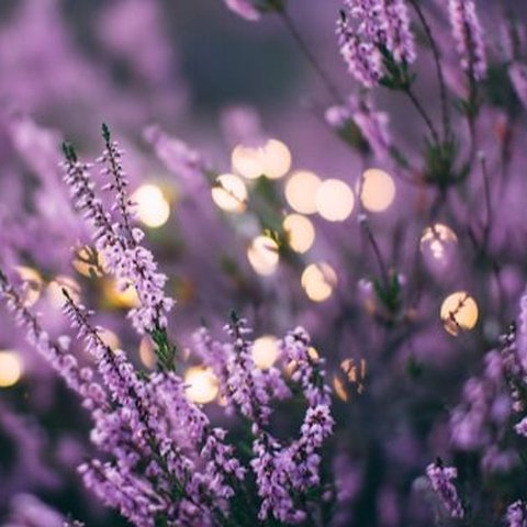 The most beautiful flowers in the world.