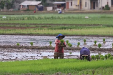 Petani menanam padi di persawahan di kawasan Tangerang, Kamis (3/12/2020). Kementerian Pertanian menargetkan pada musim tanam pertama 2020-2021 penanaman padi mencapai seluas 8,2 juta hektare