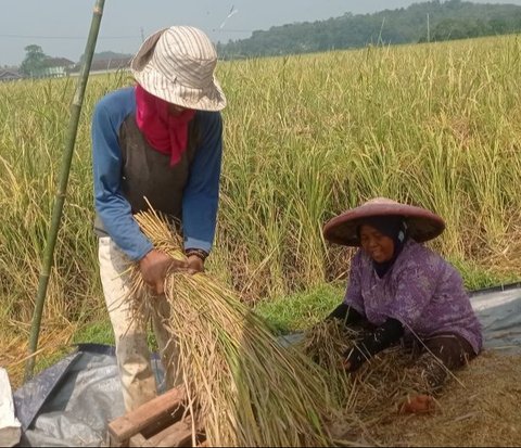 Kabupaten Lebak menargetkan panen padi Agustus 2025 seluas 21.000 hektare, menjamin ketersediaan pangan dan meningkatkan ekonomi petani lokal.