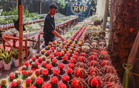 Pedagang merawat  tanaman hias di pameran Flora dan Fauna (Flona) 2025 di Taman Lapangan Banteng, Jakarta, Selasa (05/08/2025).