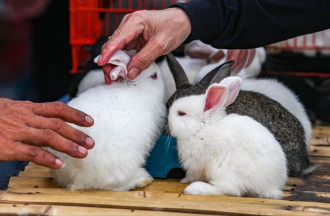 Pedagang mempesiapkan kelinci di pameran Flora dan Fauna (Flona) 2025 di Taman Lapangan Banteng, Jakarta, Selasa (05/08/2025).