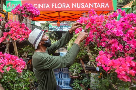 Pedagang merawat  tanaman hias di pameran Flora dan Fauna (Flona) 2025 di Taman Lapangan Banteng, Jakarta, Selasa (05/08/2025).