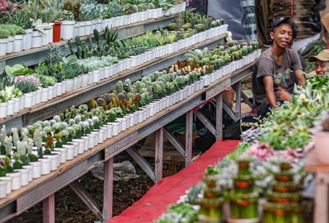 Tanaman hias di pameran Flora dan Fauna (Flona) 2025 di Taman Lapangan Banteng, Jakarta, Selasa (05/08/2025).