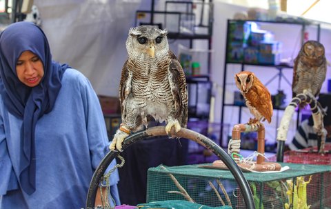 Pedagang memperisapkan dagangan burung hantu di pameran Flora dan Fauna (Flona) 2025 di Taman Lapangan Banteng, Jakarta, Selasa (05/08/2025).
