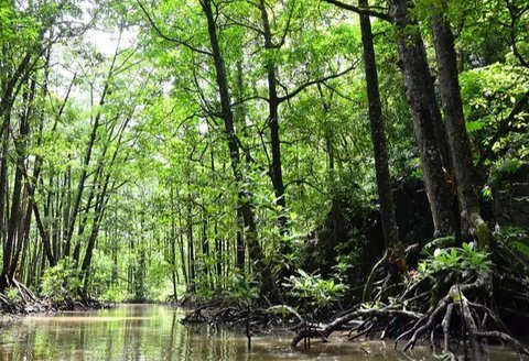 Ular Barbados threadsnake (Wikipedia)