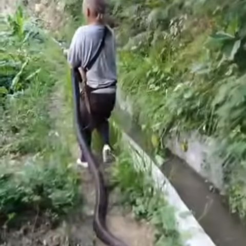Ngeri-ngeri Sedap! Ular 5 Meter Ditangkap Damkar, Netizen: Panji Sujud Aja deh