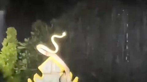 Heboh Penampakan Ular Berdiri Tegak Disebut Netizen Sedang Berdoa Sebelum Banjir Bali