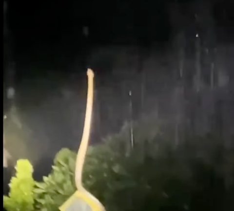 Heboh Penampakan Ular Berdiri Tegak Disebut Netizen Sedang Berdoa Sebelum Banjir Bali