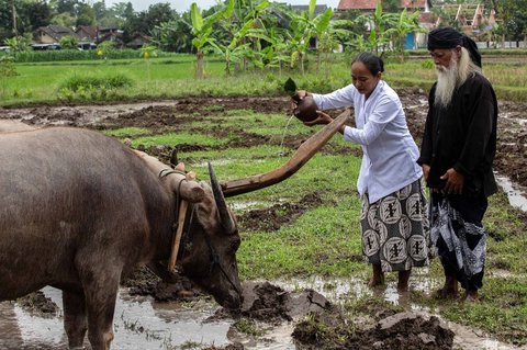 Warga menuangkan air kendi di dekat kerbau pembajak saat prosesi adat Labuh Sawah (Megawe) di Bulak Kenari, Kregolan, Margomulyo, Seyegan, Sleman, D.I Yogyakarta, Selasa (16/9/2025).