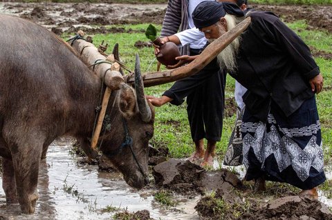 Warga menuangkan air kendi di dekat kerbau pembajak saat prosesi adat Labuh Sawah (Megawe) di Bulak Kenari, Kregolan, Margomulyo, Seyegan, Sleman, D.I Yogyakarta, Selasa (16/9/2025).